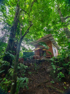 The frog house